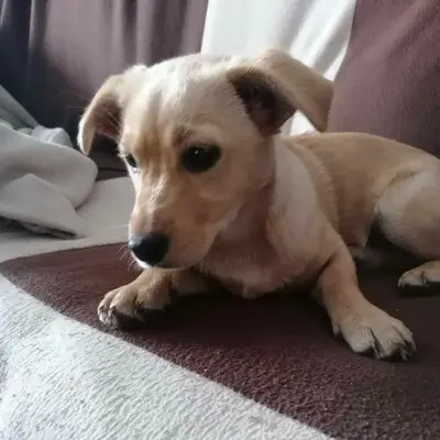 🌺Lola ist eine überaus liebe und freundliche Welpin mit einem wunderbaren Charakter 💥, Mischlingswelpin Welpen - Hündin