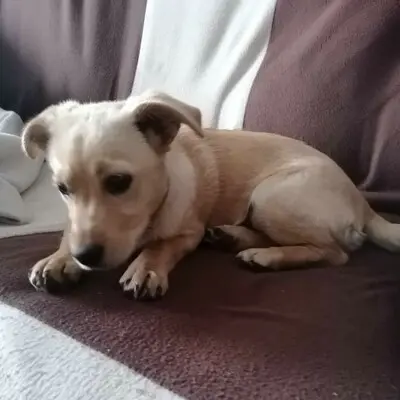 🌺Lola ist eine überaus liebe und freundliche Welpin mit einem wunderbaren Charakter 💥, Mischlingswelpin Welpen - Hündin