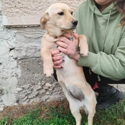 🌺Lola ist eine überaus liebe und freundliche Welpin mit einem wunderbaren Charakter 💥, Mischlingswelpin Welpen - Hündin