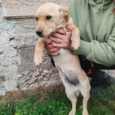 🌺Lola ist eine überaus liebe und freundliche Welpin mit einem wunderbaren Charakter 💥, Mischlingswelpin Welpen - Hündin