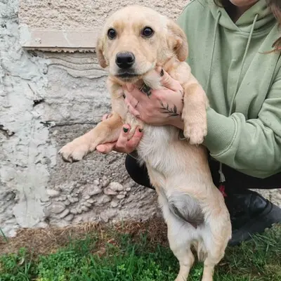 🌺Lola ist eine überaus liebe und freundliche Welpin mit einem wunderbaren Charakter 💥, Mischlingswelpin Welpen - Hündin