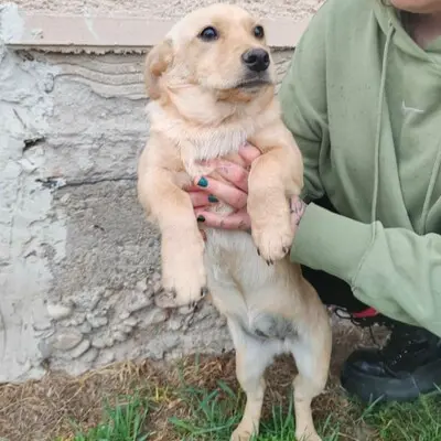 🌺Lola ist eine überaus liebe und freundliche Welpin mit einem wunderbaren Charakter 💥, Mischlingswelpin Welpen - Hündin
