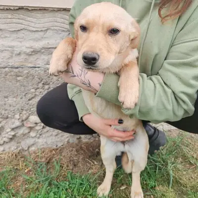 🌺Lola ist eine überaus liebe und freundliche Welpin mit einem wunderbaren Charakter 💥, Mischlingswelpin Welpen - Hündin