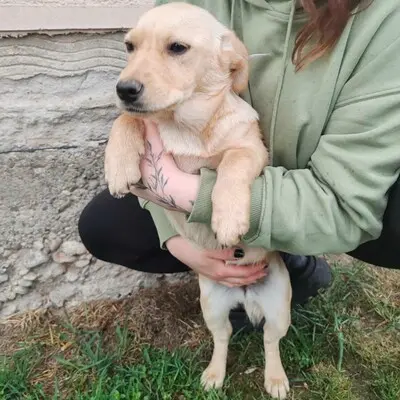 🌺Lola ist eine überaus liebe und freundliche Welpin mit einem wunderbaren Charakter 💥, Mischlingswelpin Welpen - Hündin