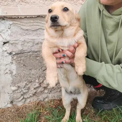 🌺Lola ist eine überaus liebe und freundliche Welpin mit einem wunderbaren Charakter 💥, Mischlingswelpin Welpen - Hündin