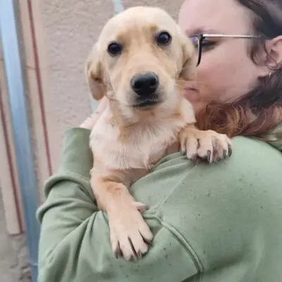 🌺Lola ist eine überaus liebe und freundliche Welpin mit einem wunderbaren Charakter 💥, Mischlingswelpin Welpen - Hündin