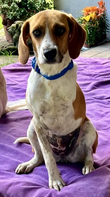 Lolaq/Bonny, Beagle - Mix - Hündin