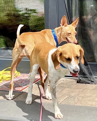 Lolaq/Bonny, Beagle - Mix - Hündin