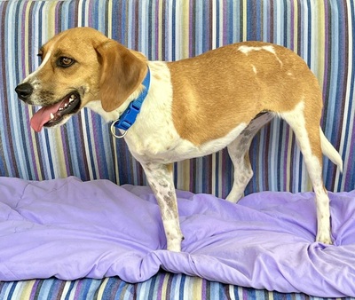 Lolaq/Bonny, Beagle - Mix - Hündin