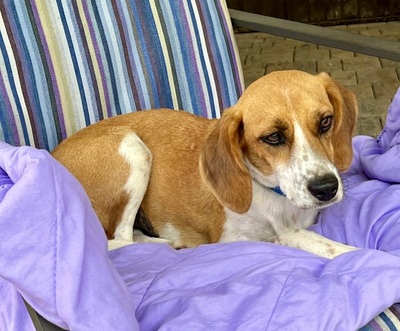Lolaq/Bonny, Beagle - Mix - Hündin