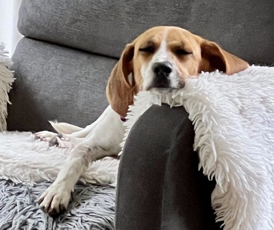 Lolaq/Bonny, Beagle - Mix - Hündin