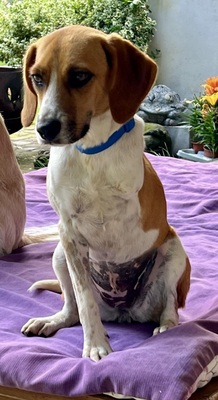 Lolaq/Bonny, Beagle - Mix - Hündin