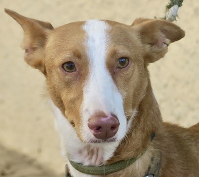 Loli, Podenco Andaluz - Hündin