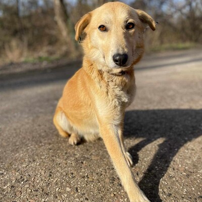 😍Lolly liebe nette Hündin sucht eine neue Heimat ❤️, Mischlingshündin - Hündin