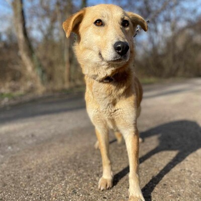 😍Lolly liebe nette Hündin sucht eine neue Heimat ❤️, Mischlingshündin - Hündin