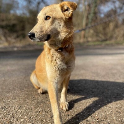 😍Lolly liebe nette Hündin sucht eine neue Heimat ❤️, Mischlingshündin - Hündin