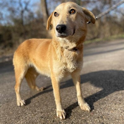 😍Lolly liebe nette Hündin sucht eine neue Heimat ❤️, Mischlingshündin - Hündin