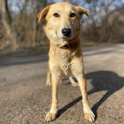 😍Lolly liebe nette Hündin sucht eine neue Heimat ❤️, Mischlingshündin - Hündin