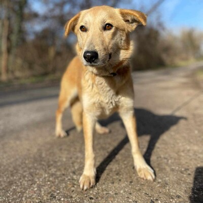 😍Lolly liebe nette Hündin sucht eine neue Heimat ❤️, Mischlingshündin - Hündin