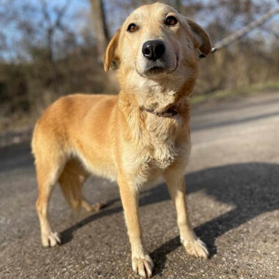 😍Lolly liebe nette Hündin sucht eine neue Heimat ❤️, Mischlingshündin - Hündin