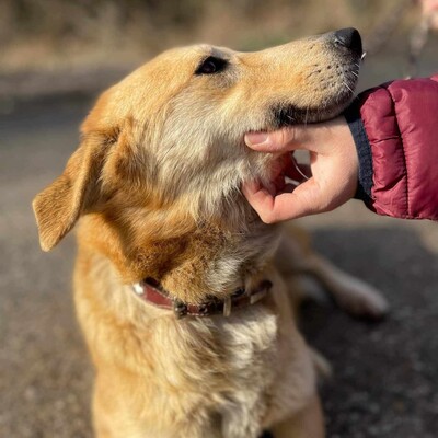 😍Lolly liebe nette Hündin sucht eine neue Heimat ❤️, Mischlingshündin - Hündin