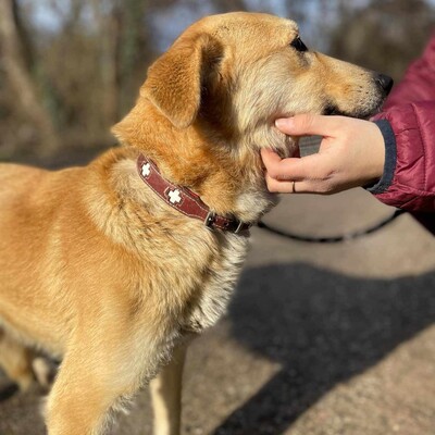 😍Lolly liebe nette Hündin sucht eine neue Heimat ❤️, Mischlingshündin - Hündin