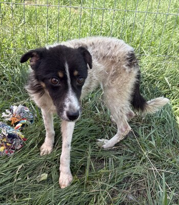 Lomi, Mix - Hündin