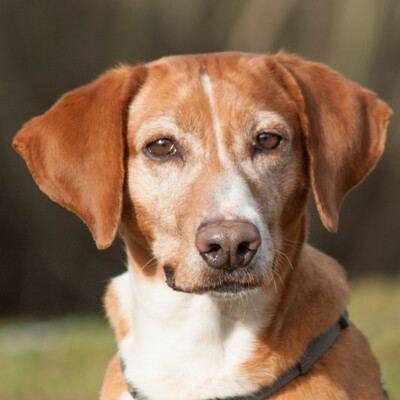 Lona, Mischling - Hündin