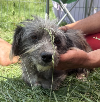 Loni, Mix - Hündin