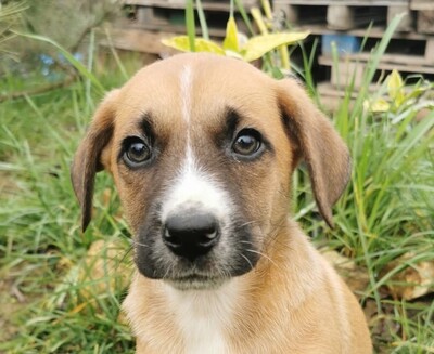 Look, Mischling Welpen - Rüde