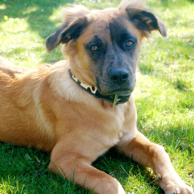 Loola, Schäfer-Doggen-Mix - Hündin