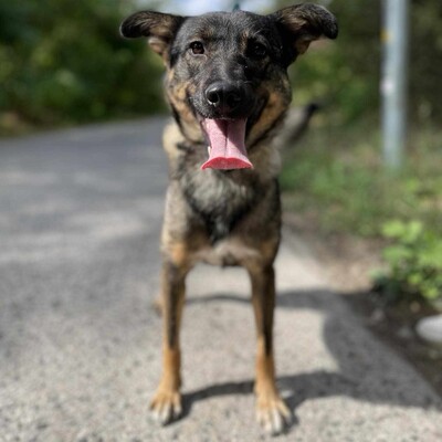 🌺Loona ist ein kleiner Sonnenschein der jeden mit Liebe und Fürsorge erfüllt 🌸, Schäferhund Mischlingshündin - Hündin