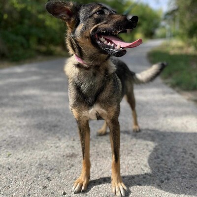 🌺Loona ist ein kleiner Sonnenschein der jeden mit Liebe und Fürsorge erfüllt 🌸, Schäferhund Mischlingshündin - Hündin