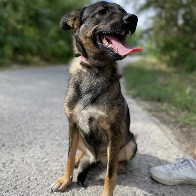 🌺Loona ist ein kleiner Sonnenschein der jeden mit Liebe und Fürsorge erfüllt 🌸, Schäferhund Mischlingshündin - Hündin