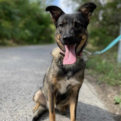 🌺Loona ist ein kleiner Sonnenschein der jeden mit Liebe und Fürsorge erfüllt 🌸, Schäferhund Mischlingshündin - Hündin