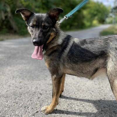 🌺Loona ist ein kleiner Sonnenschein der jeden mit Liebe und Fürsorge erfüllt 🌸, Schäferhund Mischlingshündin - Hündin