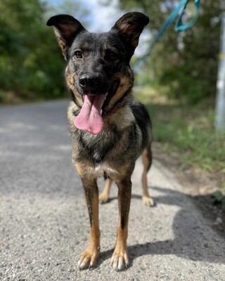 🌺Loona ist ein kleiner Sonnenschein der jeden mit Liebe und Fürsorge erfüllt 🌸, Schäferhund Mischlingshündin - Hündin