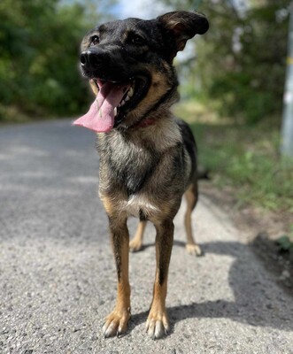 🌺Loona ist ein kleiner Sonnenschein der jeden mit Liebe und Fürsorge erfüllt 🌸, Schäferhund Mischlingshündin - Hündin