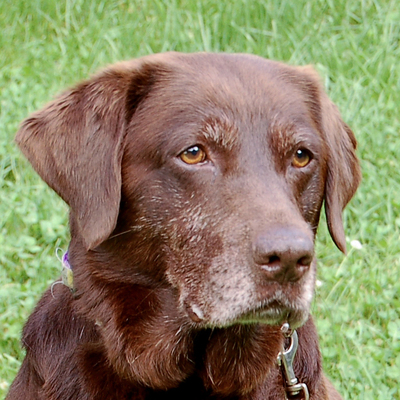 Lorella, Labrador - Hündin