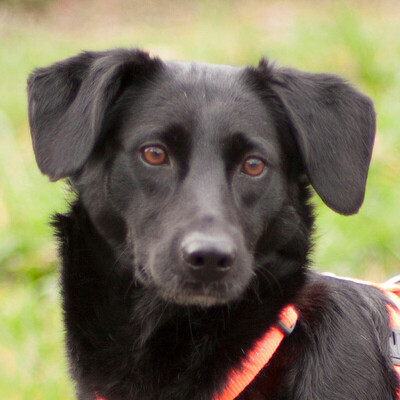 Lorena, Mischling - Hündin