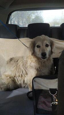 Lotta, Mischling - Hündin