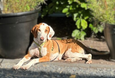 Lotta, Mischling - Hündin