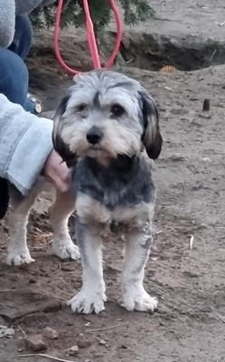 Lotta, Mix - Hündin