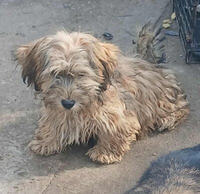 Lotta, Mix Welpen - Hündin