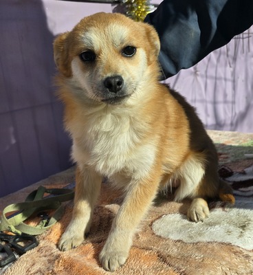Lotte, Mix - Hündin