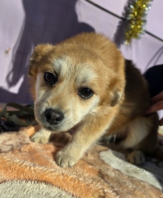 Lotte, Mix - Hündin