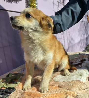 Lotte, Mix - Hündin