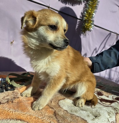 Lotte, Mix - Hündin