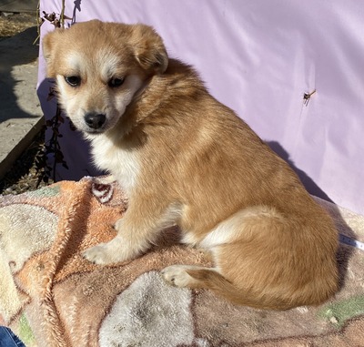 Lotte, Mix - Hündin