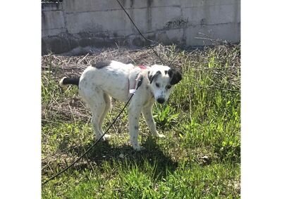 Lotte ein Notfellchen, unbekannt - Hündin